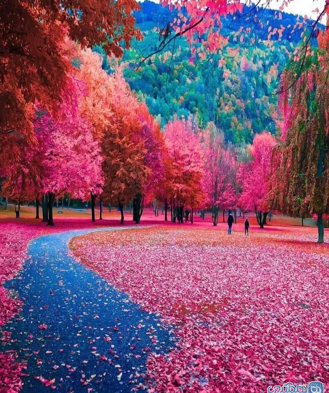 عکس پروفایل طبیعت زیبای تابستانی