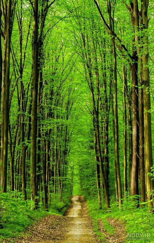عکس پس زمینه جنگلی عکس پس زمینه جنگلی
