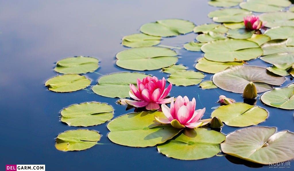 عکس گل در طبیعت ️ [ بهترین تصاویر ]