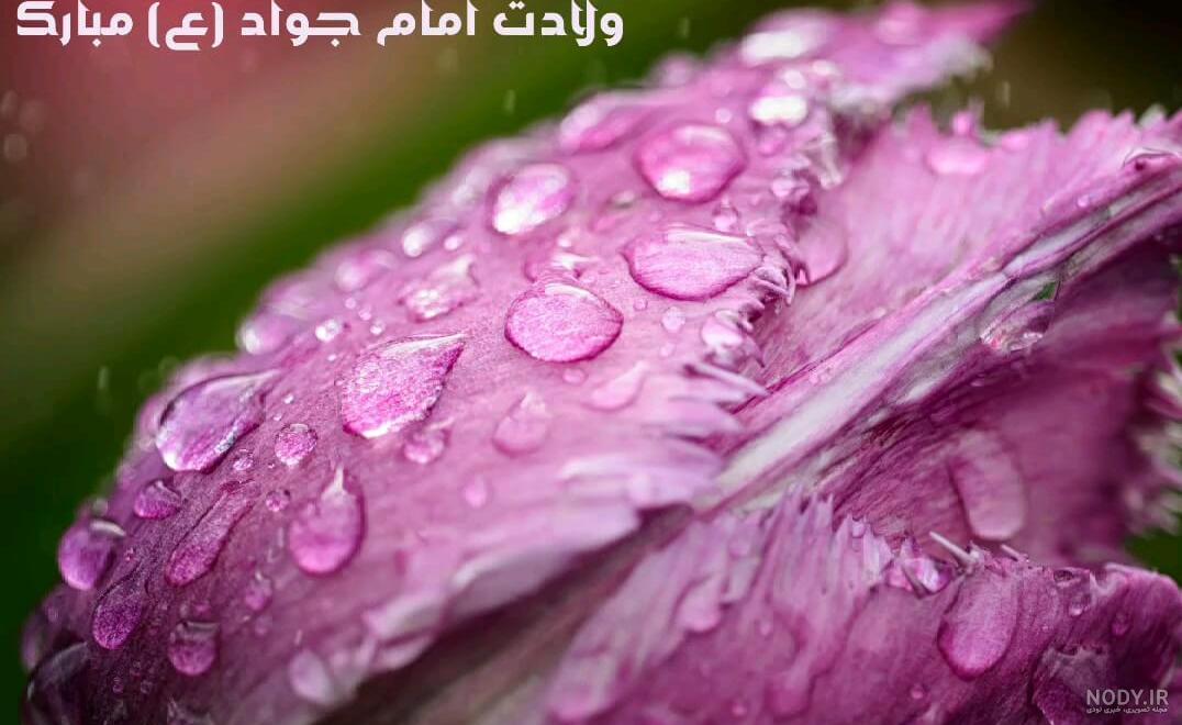 عکس گل محمدی متحرک | گیف گیف | گیف گیف