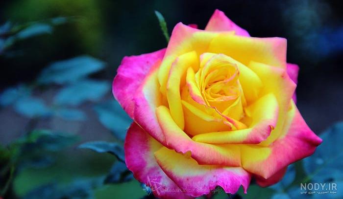 عکس گلهای زیبا در طبیعت ️ [ بهترین تصاویر ]