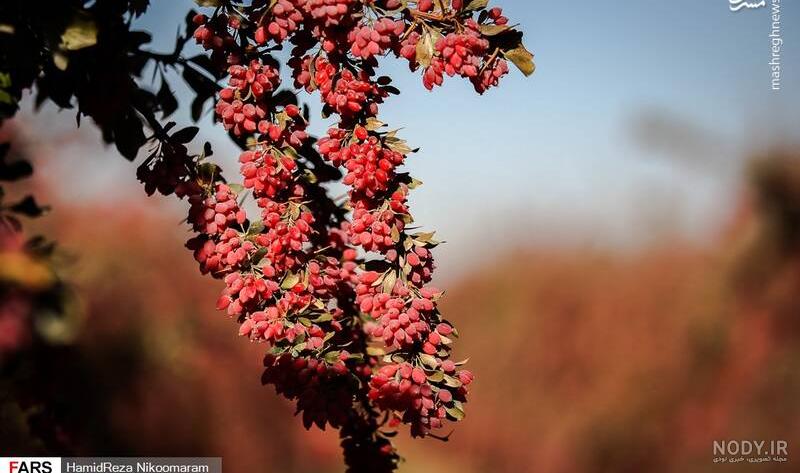 نهال زرشک پفکی | نهالستان پالیز نهال