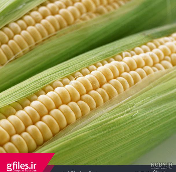 30 عکس ذرت🌽دانلود عکس ذرت و بلال با کیفیت بالا 30 عکس ذرت🌽دانلود عکس ذرت و بلال با کیفیت بالا