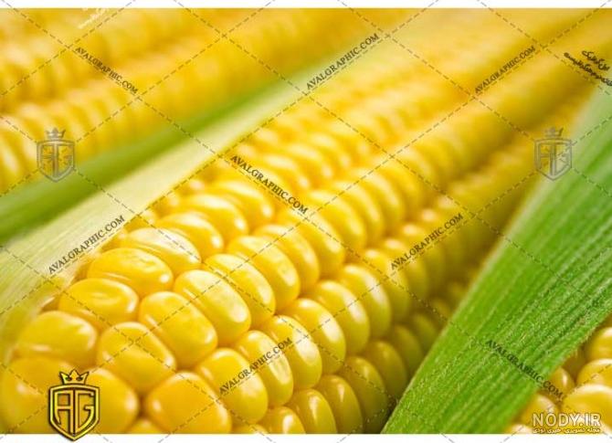 30 عکس ذرت🌽دانلود عکس ذرت و بلال با کیفیت بالا 30 عکس ذرت🌽دانلود عکس ذرت و بلال با کیفیت بالا