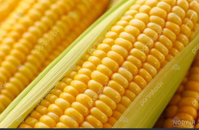 30 عکس ذرت🌽دانلود عکس ذرت و بلال با کیفیت بالا 30 عکس ذرت🌽دانلود عکس ذرت و بلال با کیفیت بالا
