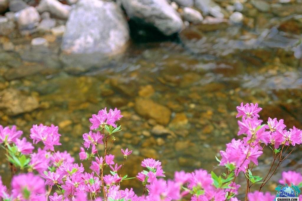 10 عکس زیبا از گل ها و شکوفه های بهاری