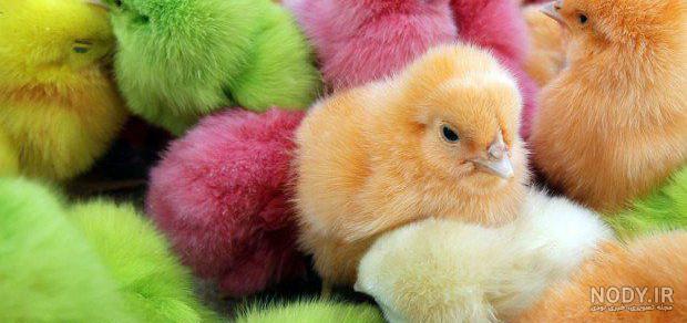 آموزش بزرگ کردن جوجه رنگی🐤#2 آموزش بزرگ کردن جوجه رنگی🐤#2