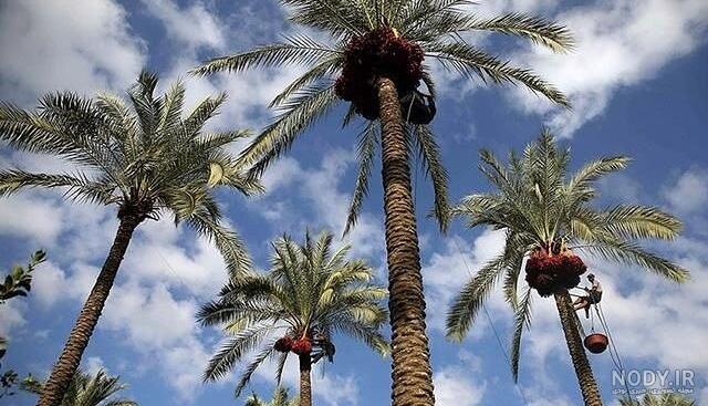 برداشت ذرت دانه ای در گیلانغرب/ بالغ بر 2 هزار هکتار از مزارع ... برداشت ذرت دانه ای در گیلانغرب/ بالغ بر 2 هزار هکتار از مزارع ...