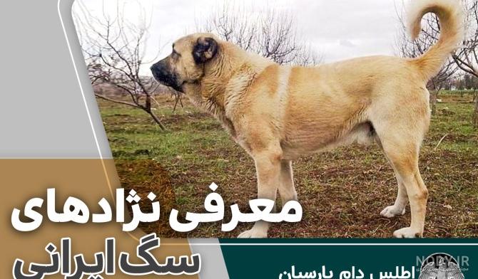 بررسی 6 نژاد سگ ایرانی محبوب و با قدمت! - پت پرس بررسی 6 نژاد سگ ایرانی محبوب و با قدمت! - پت پرس
