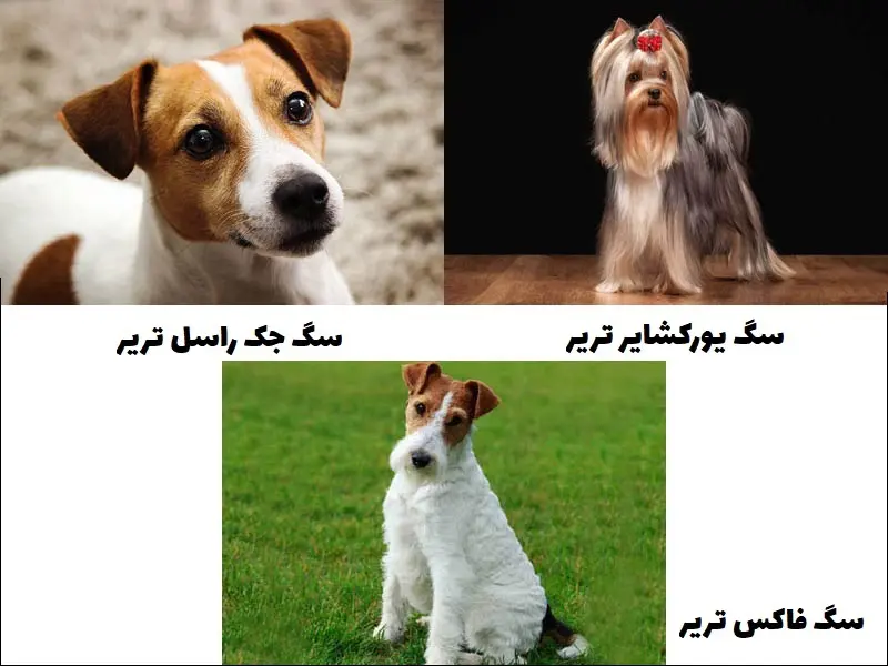 بهترین سگ شکاری دنیا در سال 2021 به همراه آموزش سگ شکاری - Happypet بهترین سگ شکاری دنیا در سال 2021 به همراه آموزش سگ شکاری - Happypet