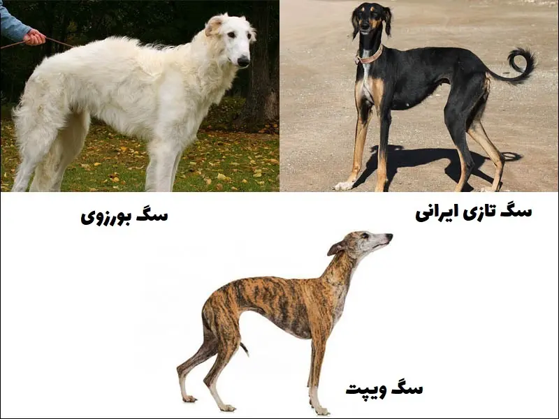 بهترین نژاد سگ شکاری - سرزمین سگ ها بهترین نژاد سگ شکاری - سرزمین سگ ها