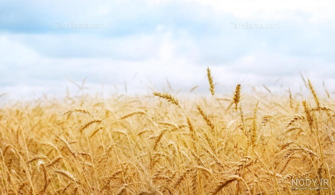 تابلو مدرن منظره و طبیعت برای رنگ بندی سبز و آبی | طرح زیبا تابلو مدرن منظره و طبیعت برای رنگ بندی سبز و آبی | طرح زیبا