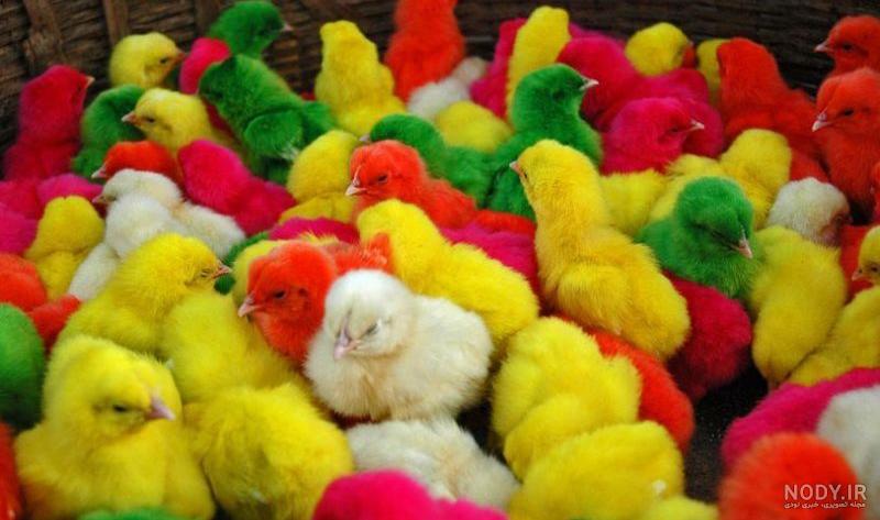 تصاویر جوجه رنگی تصاویر جوجه رنگی