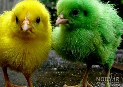 تصاویر جوجه رنگی ها تصاویر جوجه رنگی ها