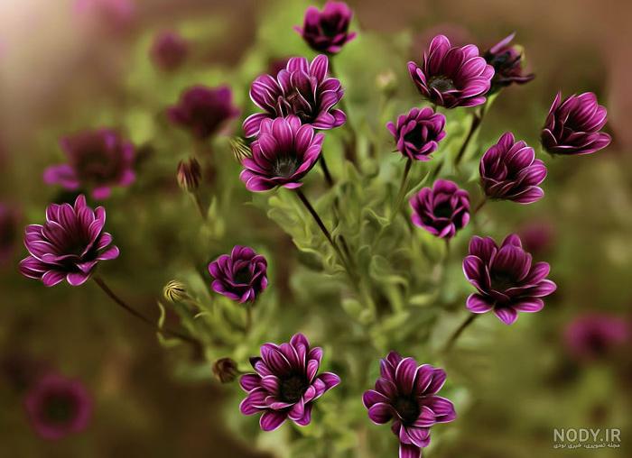 تصاویر گل های زیبای رز