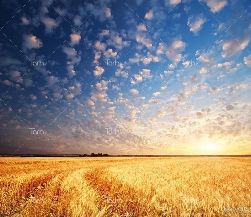 تصویر با کیفیت گندم زار تصویر با کیفیت گندم زار