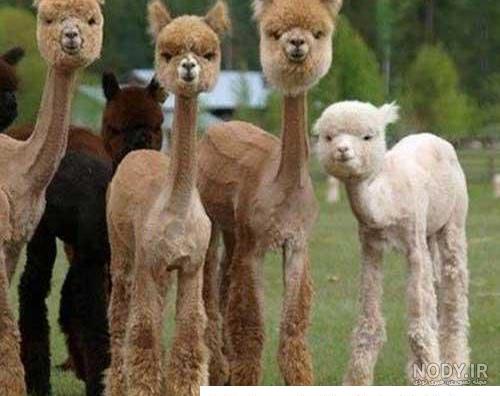 جالب ترین عکس های شتر برای پروفایل - پروفایل ناب | مجله تفریحی و آموزشی جالب ترین عکس های شتر برای پروفایل - پروفایل ناب | مجله تفریحی و آموزشی
