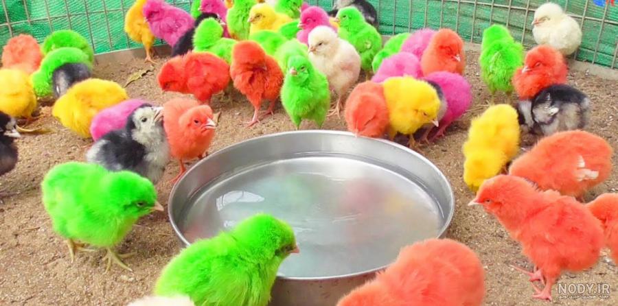 حیوانات جوجه رنگی _ جوجه رنگی های بامزه و جوجه اردک حیوانات جوجه رنگی _ جوجه رنگی های بامزه و جوجه اردک