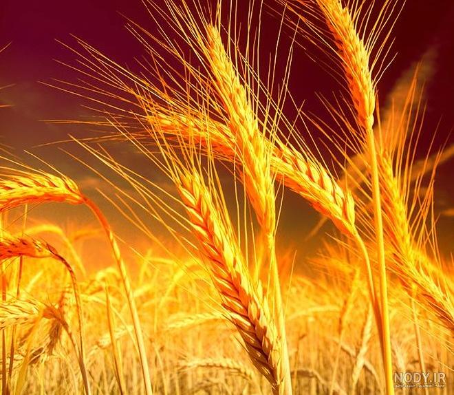 خرید و قیمت عکس با کیفیت گندم زار | ترب خرید و قیمت عکس با کیفیت گندم زار | ترب