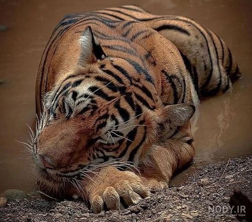 دیدن ببر در خواب چه تعبیری دارد؟ / تعبیر خواب ببر