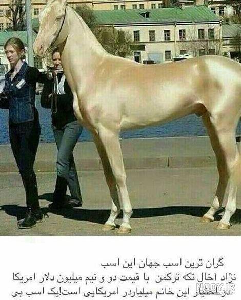 عکس اسب خوشگل ترین عکس اسب خوشگل ترین