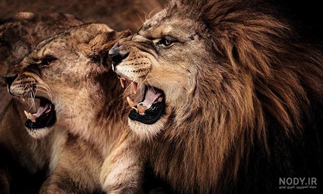عکس استوک شیر ماده و بچه اش با زمینه سرسبز بسیار زیبا عکس استوک شیر ماده و بچه اش با زمینه سرسبز بسیار زیبا
