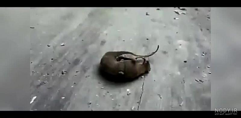 عکس بچه اژدها واقعی