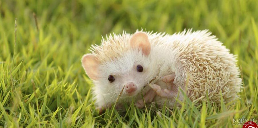عکس های جوجه تیغی بزرگ عکس های جوجه تیغی بزرگ