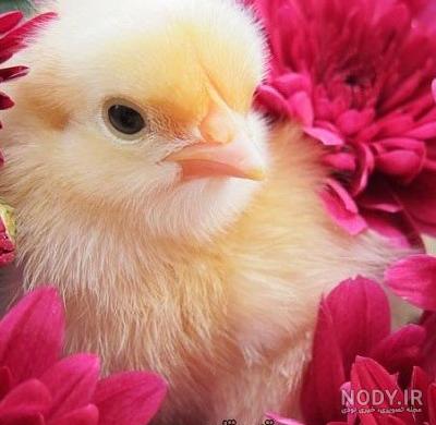 عکس جوجه رنگی فانتزی عکس جوجه رنگی فانتزی
