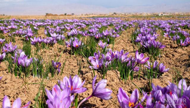 عکس های زعفران سرگل عکس های زعفران سرگل