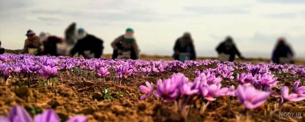 عکس های زعفرانیه تهران عکس های زعفرانیه تهران