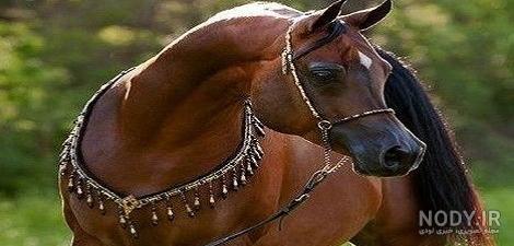 عکس زیباترین اسب های دنیا آلبوم تصاویر قشنگ ترین اسب ها ... عکس زیباترین اسب های دنیا آلبوم تصاویر قشنگ ترین اسب ها ...