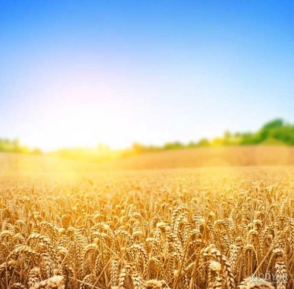 عکس طبیعت گندم زار - عکس نودی عکس طبیعت گندم زار - عکس نودی