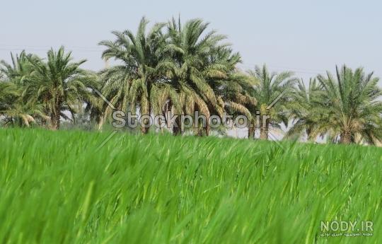 عکس طبیعت گندم زار - عکس نودی عکس طبیعت گندم زار - عکس نودی