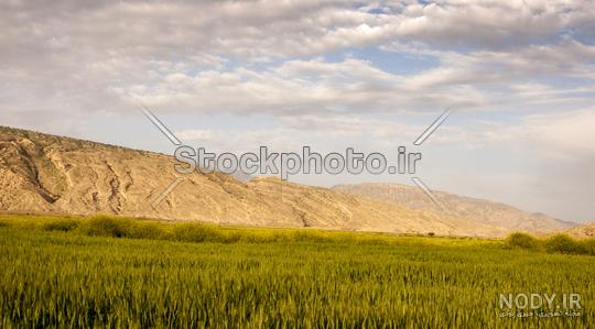 عکس طبیعت گندم زار - عکس نودی عکس طبیعت گندم زار - عکس نودی