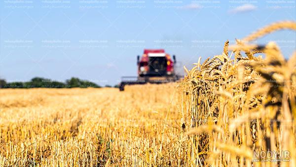 عکس طلوع آفتاب در گندم زار - عکس نودی عکس طلوع آفتاب در گندم زار - عکس نودی