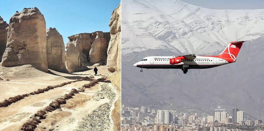 عکس مرغ عشق ماده پیر