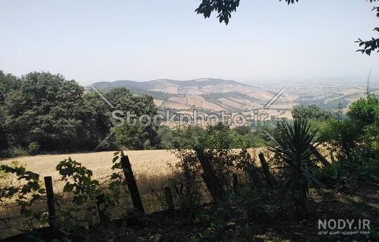 عکس منظره گندم عکس منظره گندم