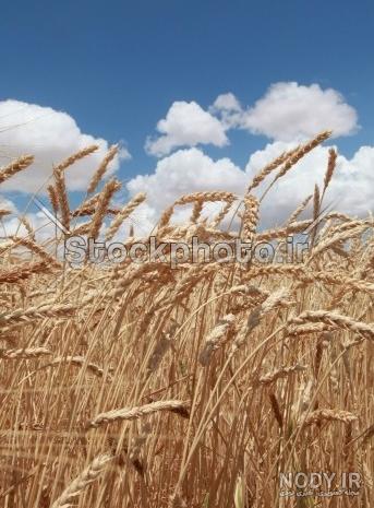 عکس منظره گندم زار عکس منظره گندم زار