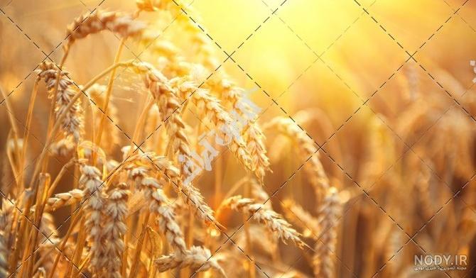 عکس منظره گندم زار عکس منظره گندم زار
