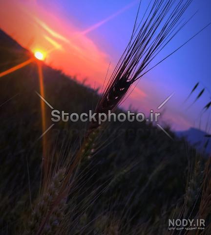 عکس منظره گندم زار عکس منظره گندم زار