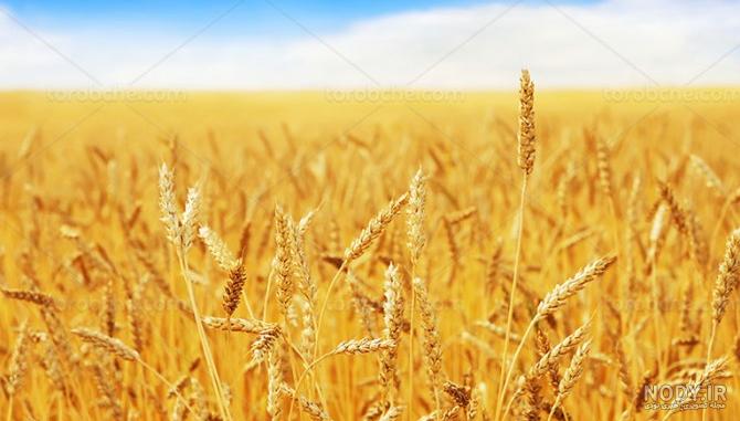 عکس نمای نزدیک خوشه های گندم دانلود عکس با کیفیت بسیاربالا مزارع ... عکس نمای نزدیک خوشه های گندم دانلود عکس با کیفیت بسیاربالا مزارع ...