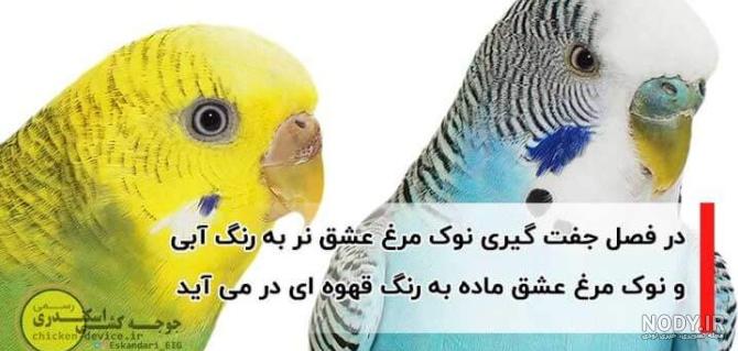 عکس هواپیما زاهدان
