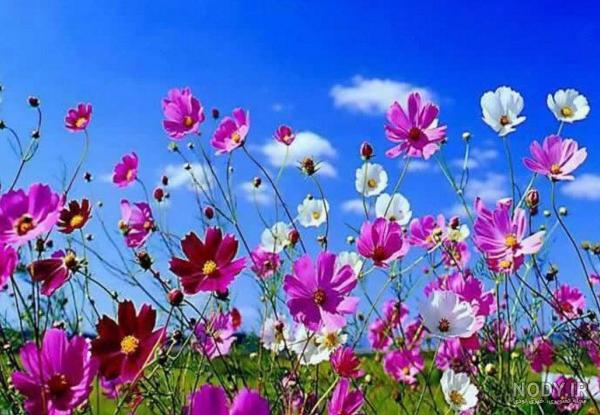 عکس گل های بهاری بسیار زیبا