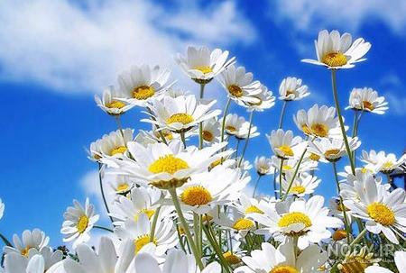 عکس گل های بهاری زیبا