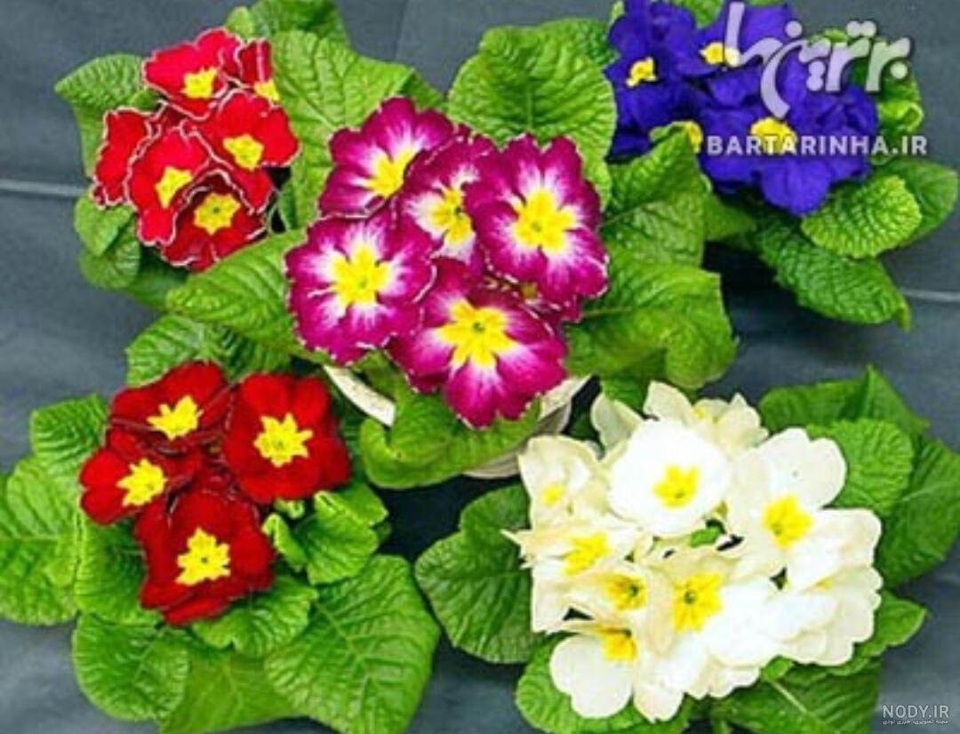 عکس گل های بهاری زیبا و خوشگل برای تصویر زمینه شاد