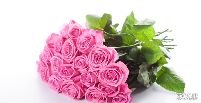 عکس گل های بهاری زیبا و شاداب در طبیعت