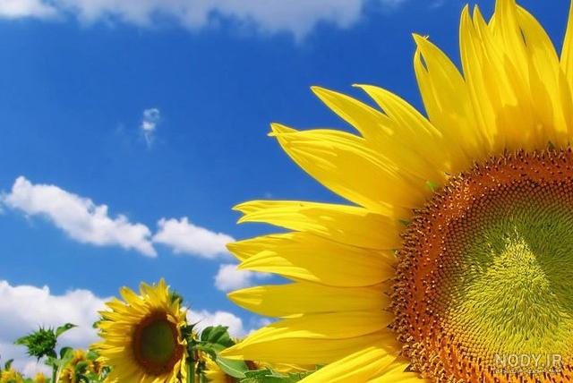 عکس گل های بهاری زیبا و شاداب در طبیعت