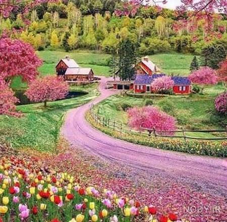 عکس گل زیبای بهاری - کامل (مولیزی)