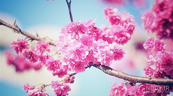 عکس گل های زیبای جهان